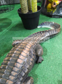 Figurka ogrodowa Krokodyl 70 cm