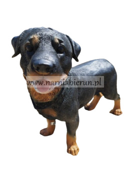 Figurka z żywicy Pies Piesek Rottweiler stojący 35 cm