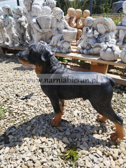 Figurka z żywicy Pies Piesek Rottweiler stojący 35 cm