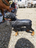 Figurka z żywicy Pies Piesek Rottweiler stojący 35 cm