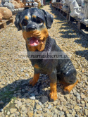 Figurka z żywicy Pies Piesek Rottweiler siedzący 35 cm