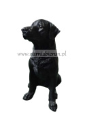 Figurka z żywicy Pies Labrador czarny 45 cm