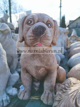 Figurka betonowa Pies piesek siedzący LABRADOR 25 cm