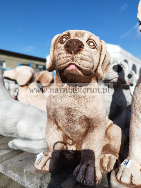 Figurka betonowa Pies piesek siedzący LABRADOR 25 cm