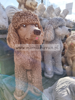 Figurka betonowa Pies piesek siedzący PUDEL 35 cm